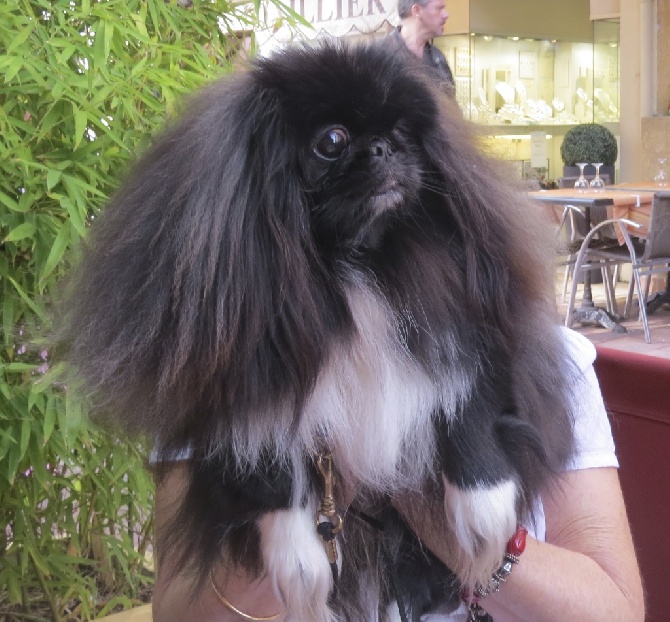De La Colline Du Chateau - Exposition canine internationale Monaco