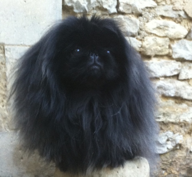 De La Colline Du Chateau - EXPOSITION CANINE INTERNATIONALE TROYES