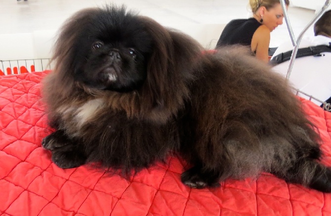 De La Colline Du Chateau - exposition canine international A Montpellier